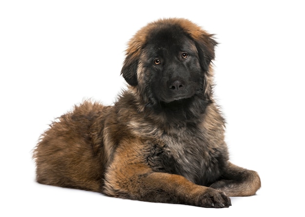 Filhote de leonberger isolado no branco