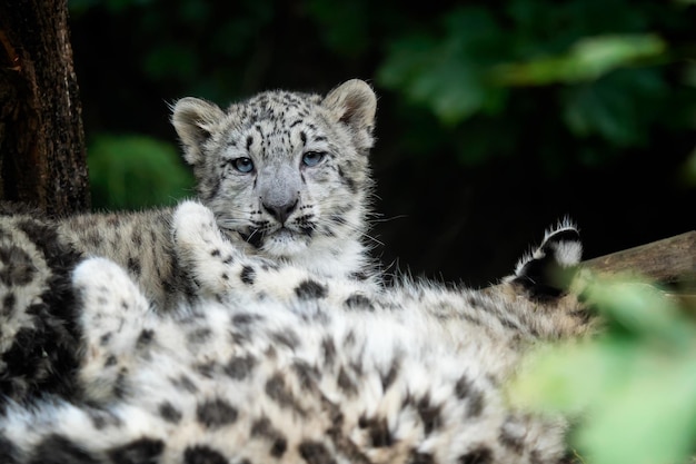 Filhote de leopardo-das-neves Panthera uncia Jovem leopardo-das-neves