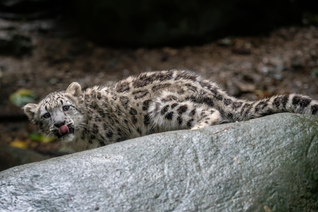 Filhote de leopardo-das-neves Panthera uncia Jovem leopardo-das-neves