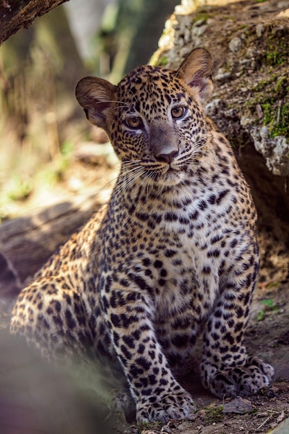 Filhote de leopardo do Sri Lanka Panthera pardus kotiya