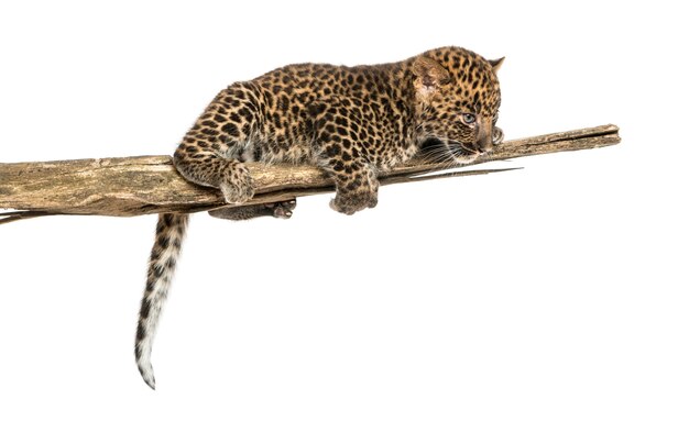 Filhote de leopardo malhado em um galho, olhando para baixo