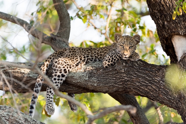 Foto filhote de leopardo na árvore no deserto