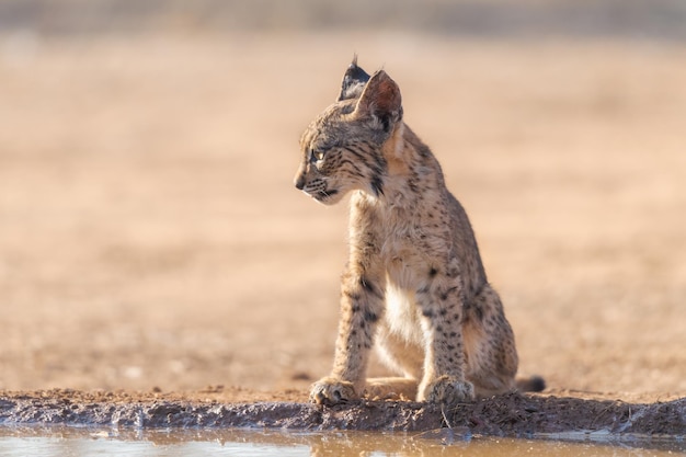 Filhote de lince ibérico Lynx pardinus Espanha