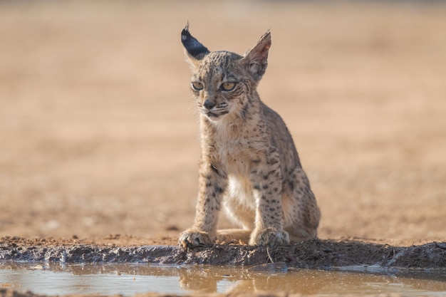 Foto filhote de lince ibérico lynx pardinus espanha