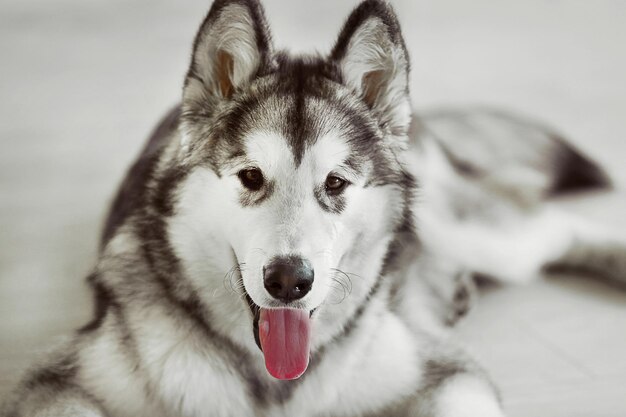 Filhote de malamute no fundo do chão claro