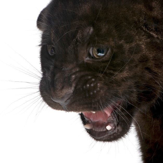 Foto filhote de onça-pintada preto, panthera onca, isolado no branco