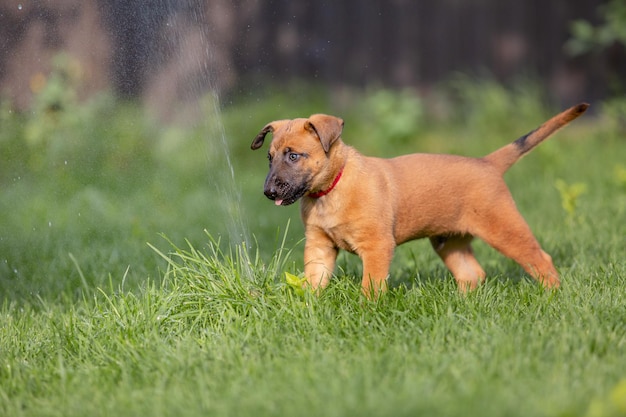 Filhote de pastor belga (Malinois) brincando no quintal. Canil. Areia de cachorro. Filhote de cachorro no gr verde