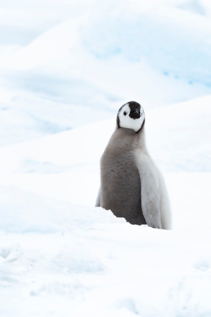 Filhote de pinguim-imperador de perto, em Snow Hill Antarctica 2018