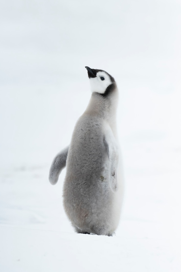 Foto filhote de pinguim-imperador de perto, em snow hill antarctica 2018