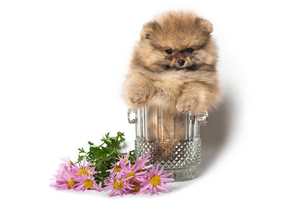 Filhote de Pomeranian em um vaso de vidro