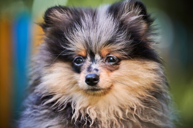 Foto filhote de pomeranian spitz no jardim, close-up retrato do rosto. cão bonito da pomerânia a pé. cachorrinho de cor preta, cinza e marrom. cão de pom spitz engraçado amigável para famílias, fundo de grama verde.