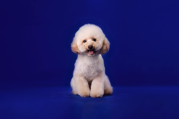 Filhote de poodle cor de damasco engraçado sentado sobre um fundo azul