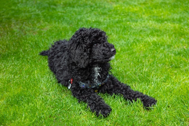 Filhote de poodle preto deitado na grama