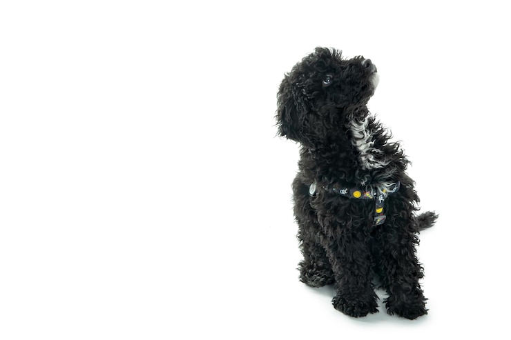 Foto filhote de poodle preto isolado no fundo branco