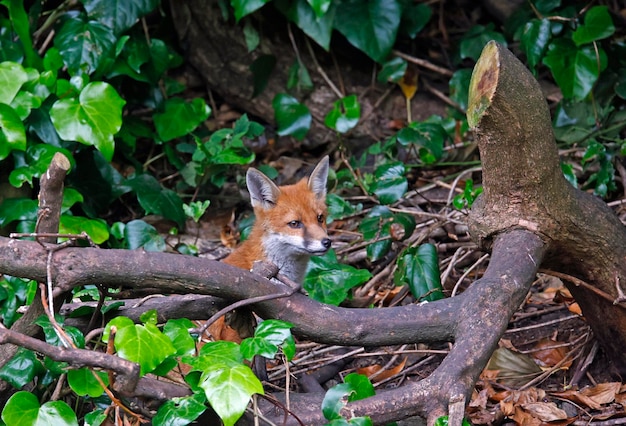 Filhote de raposa urbana explorando no jardim perto de sua toca