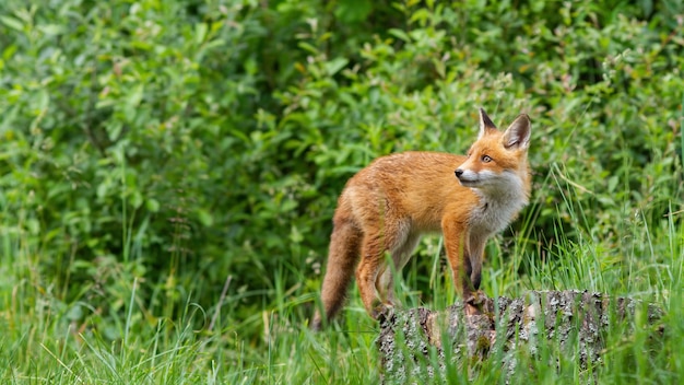 Foto filhote de raposa vermelha atento caminhando no toco de árvore na floresta verde