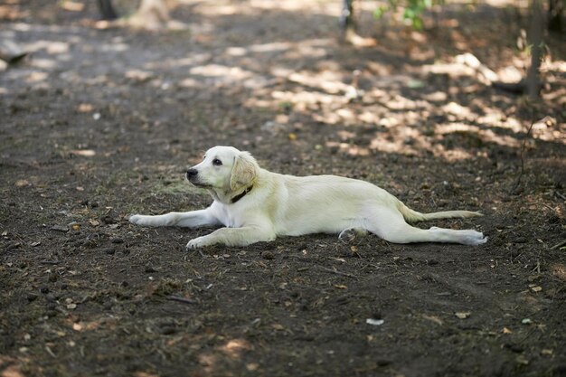 Filhote de retriever dourado claro está no chão do parque, fundo desfocado.