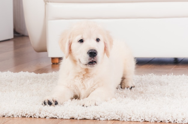 Filhote de retriever fofo sentado no tapete em casa