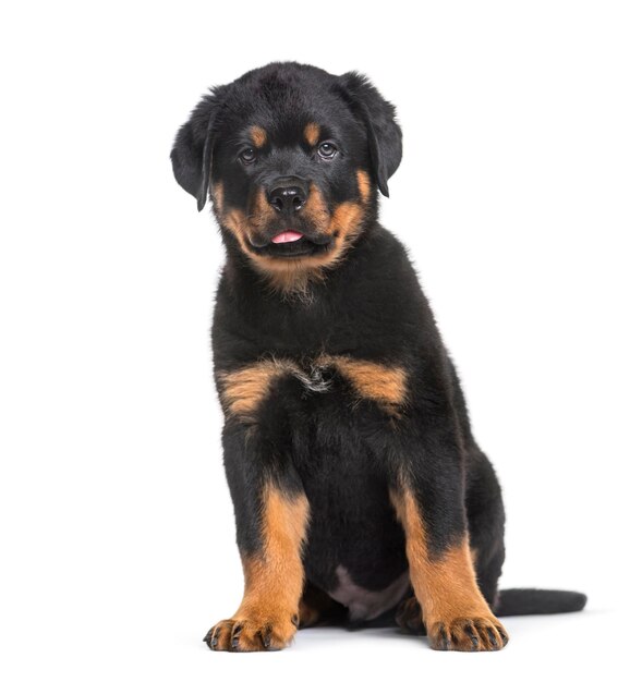 Filhote de Rottweiler 10 semanas sentado contra um fundo branco