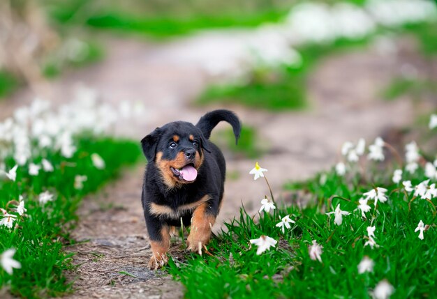 filhote de rottweiler na natureza