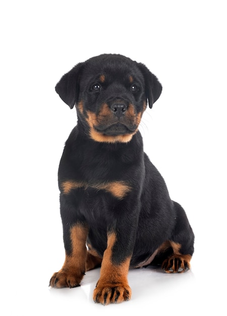 Filhote de rottweiler