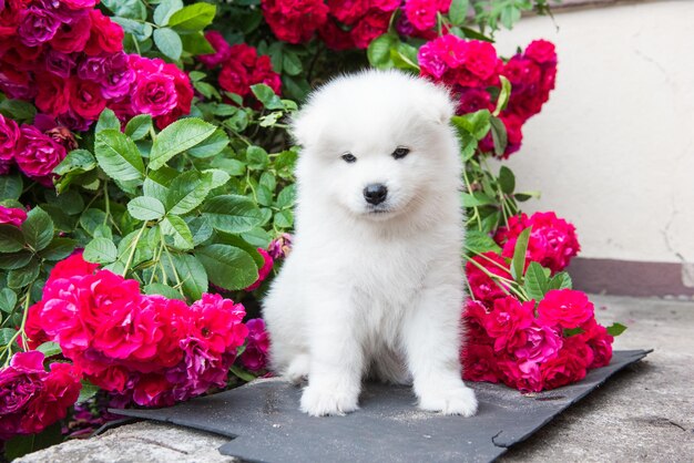 Filhote de samoiedo branco peludo sentado com algumas lindas rosas vermelhas ao redor