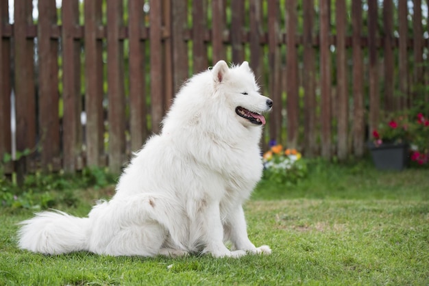 Filhote de samoiedo branco senta-se na grama verde cão na natureza um passeio no parque