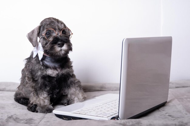 Filhote de schnauzer miniatura inteligente de óculos e gravata está digitando em um laptop em um fundo branco Conceito de aprendizado on-line Conceito de compras on-line