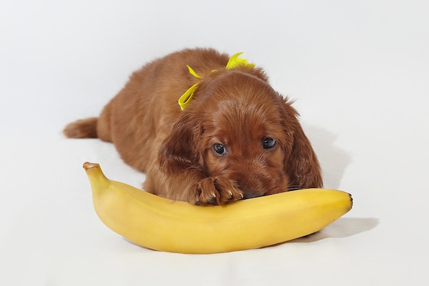 Filhote de setter irlandês encantador marrom com uma sessão de fotos de banana madura amarela no estúdio em um fundo branco