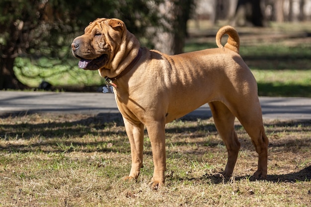 Filhote de shar pei no jardim