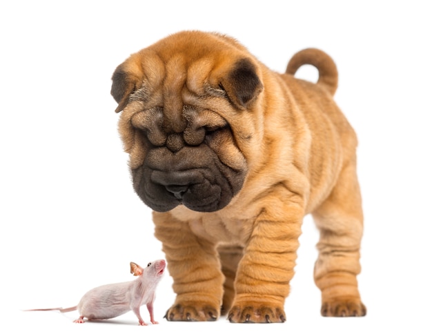 Filhote de shar pei, olhando para um rato sem pêlos