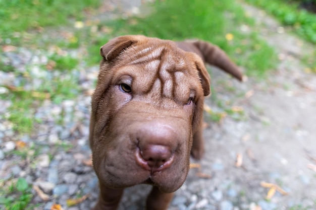 Filhote de shar pei para passear