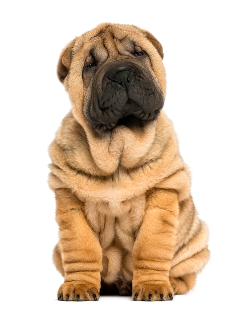 Filhote de Shar Pei, sentado, isolado no branco