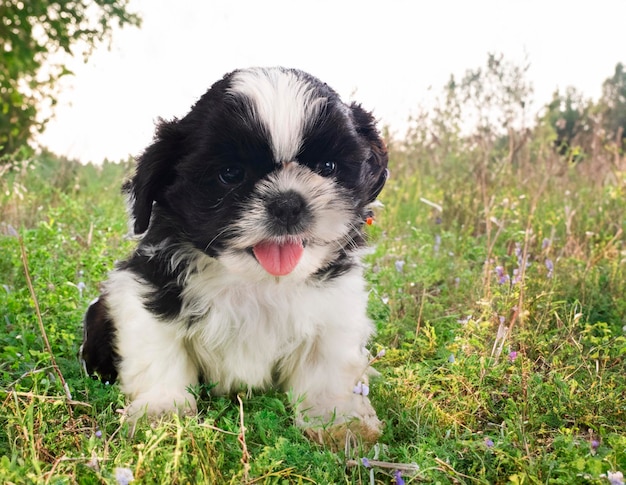 filhote de shih tzu na natureza