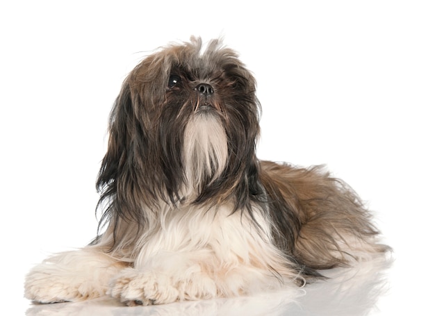 Filhote de shih tzu