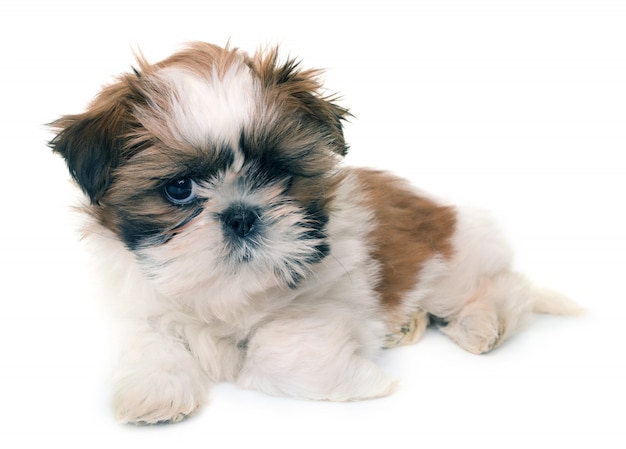 filhote de shih tzu