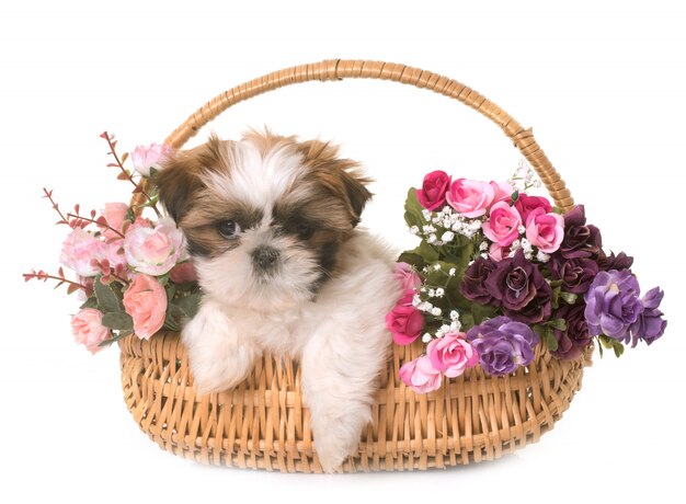 filhote de shih tzu