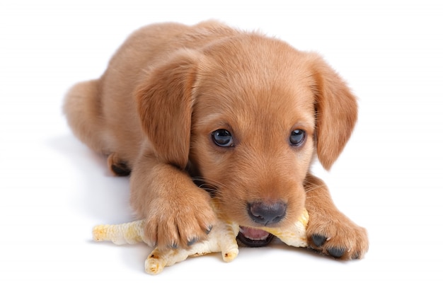 Foto filhote de spaniel russo de dois meses de idade roe o brinquedo de pés de galinha