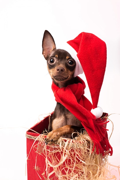 Filhote de Terrier em uma caixa de Natal vermelha.