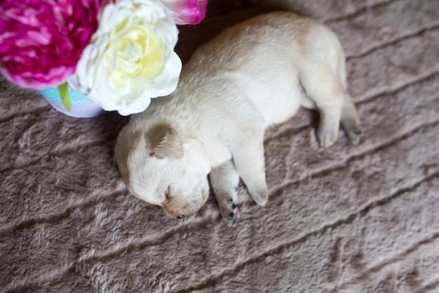 Filhote de um lindo cão labrador puro-sangue