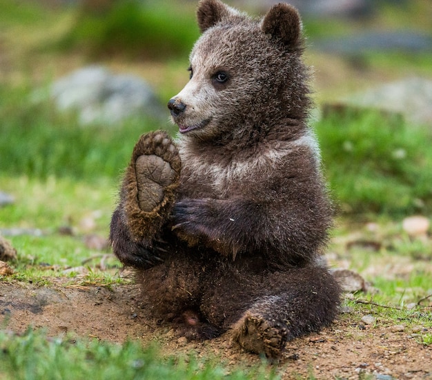 Filhote de urso engraçado sentado no chão na floresta