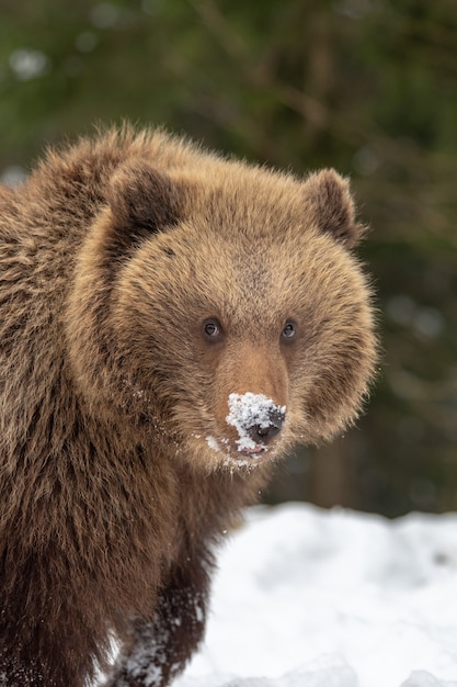 Foto filhote de urso marrom selvagem na floresta de inverno