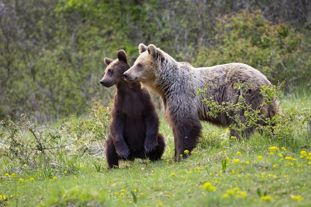 Filhote de urso pardo em pé nas pernas traseiras perto da mãe