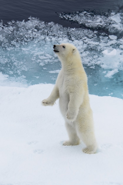 Foto filhote de urso polar (ursus maritimus) em pé sobre o bloco de gelo, ao norte de svalbard, noruega no ártico