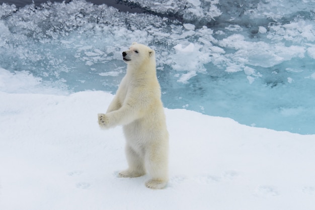 Filhote de urso polar (Ursus maritimus) em pé sobre o bloco de gelo, ao norte de Svalbard, Noruega no Ártico