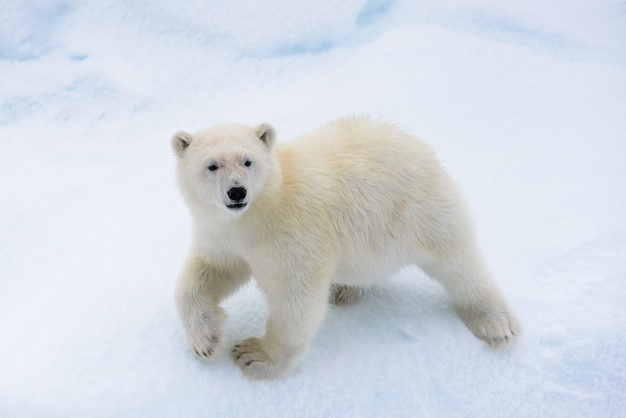 Filhote de urso polar (Ursus maritimus) no gelo, ao norte de Svalbard, Noruega no Ártico