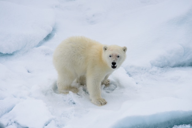 Filhote de urso polar (Ursus maritimus) no gelo, ao norte de Svalbard, Noruega no Ártico