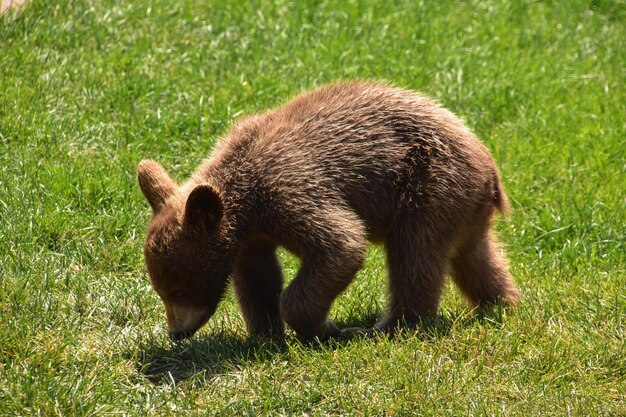 Filhote de urso preto marrom canela jogando em um dia de verão.