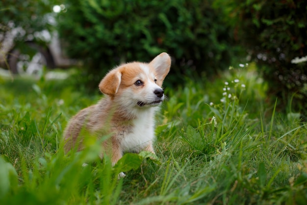 Filhote de welsh corgi andando na grama