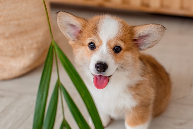 Foto filhote de welsh corgi em casa